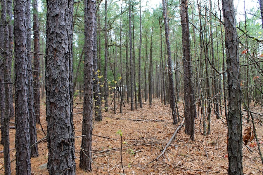 Trophy Ridge Phase III Tract 49 photo 19