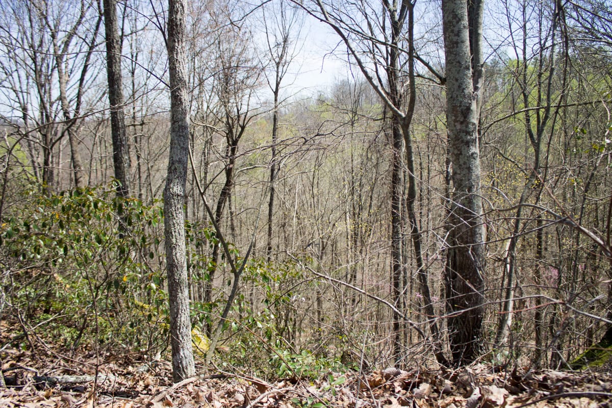 Chestnut Oak Ridge Tract 23 photo 3