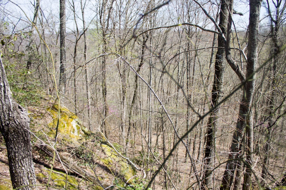 Chestnut Oak Ridge Tract 23 photo 4