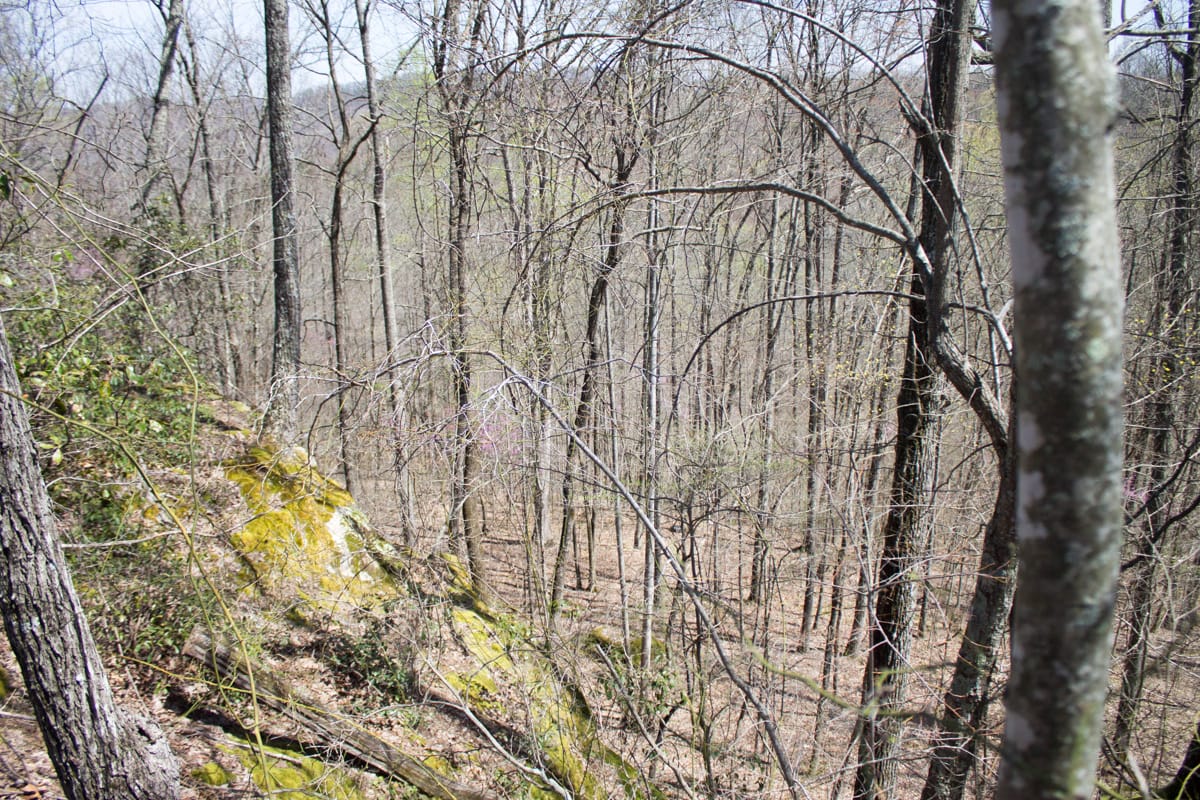 Chestnut Oak Ridge Tract 23 photo 5