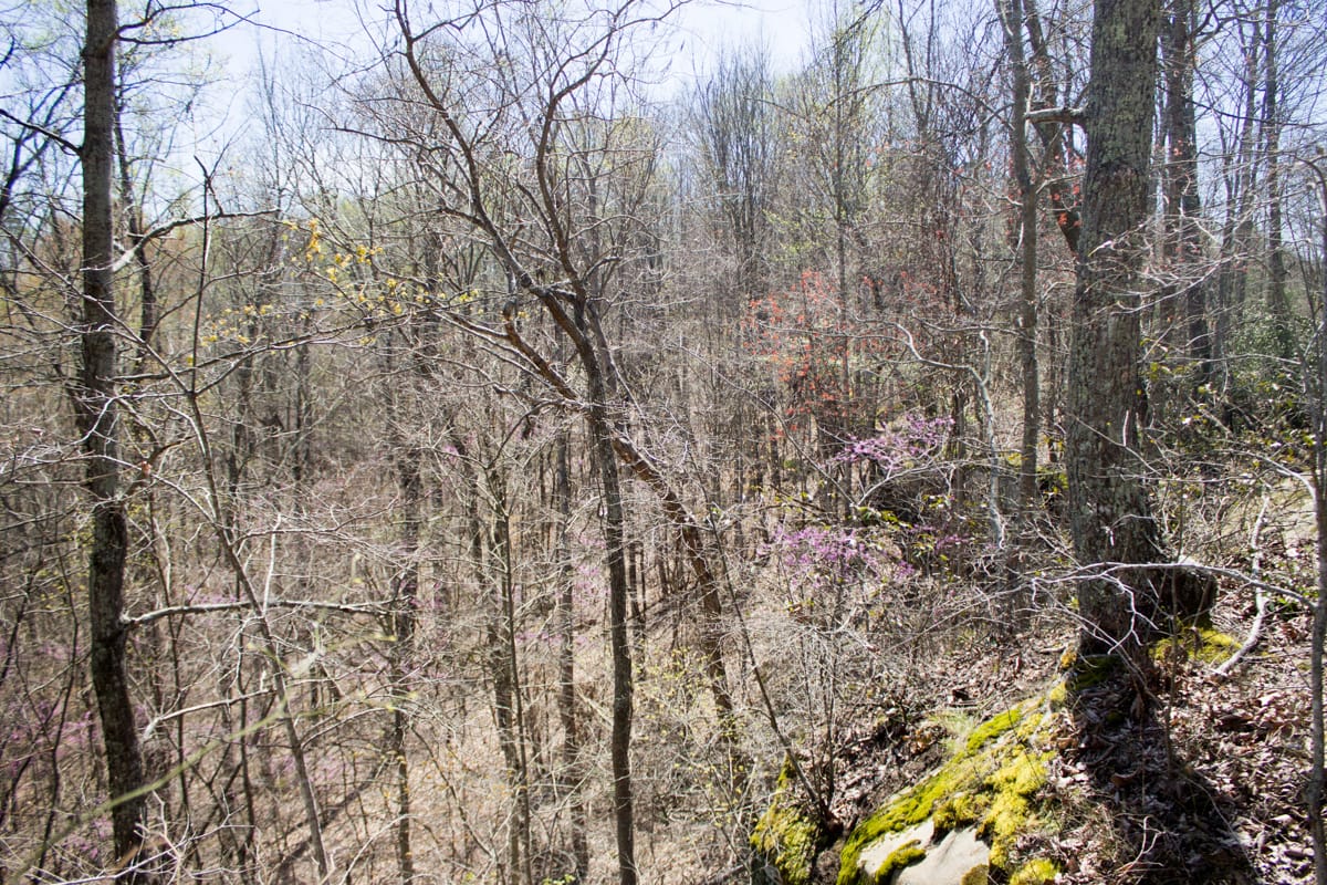 Chestnut Oak Ridge Tract 23 photo 6