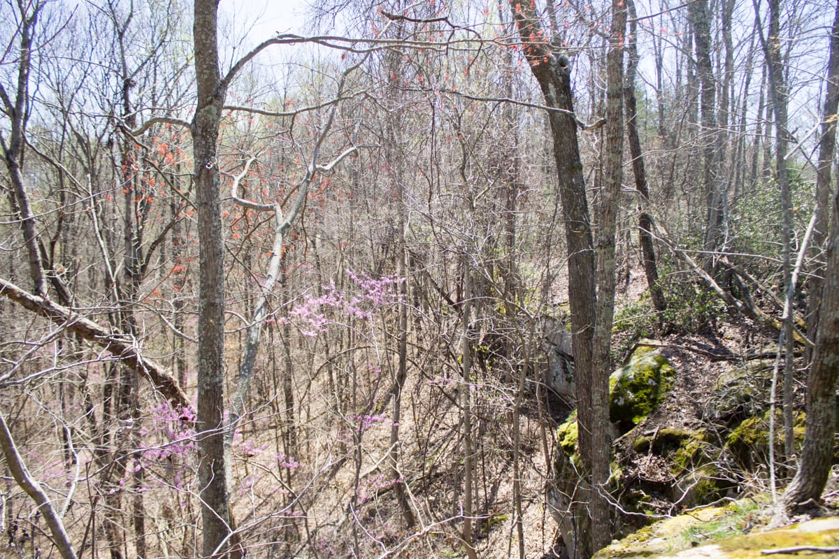 Chestnut Oak Ridge Tract 23 photo 7