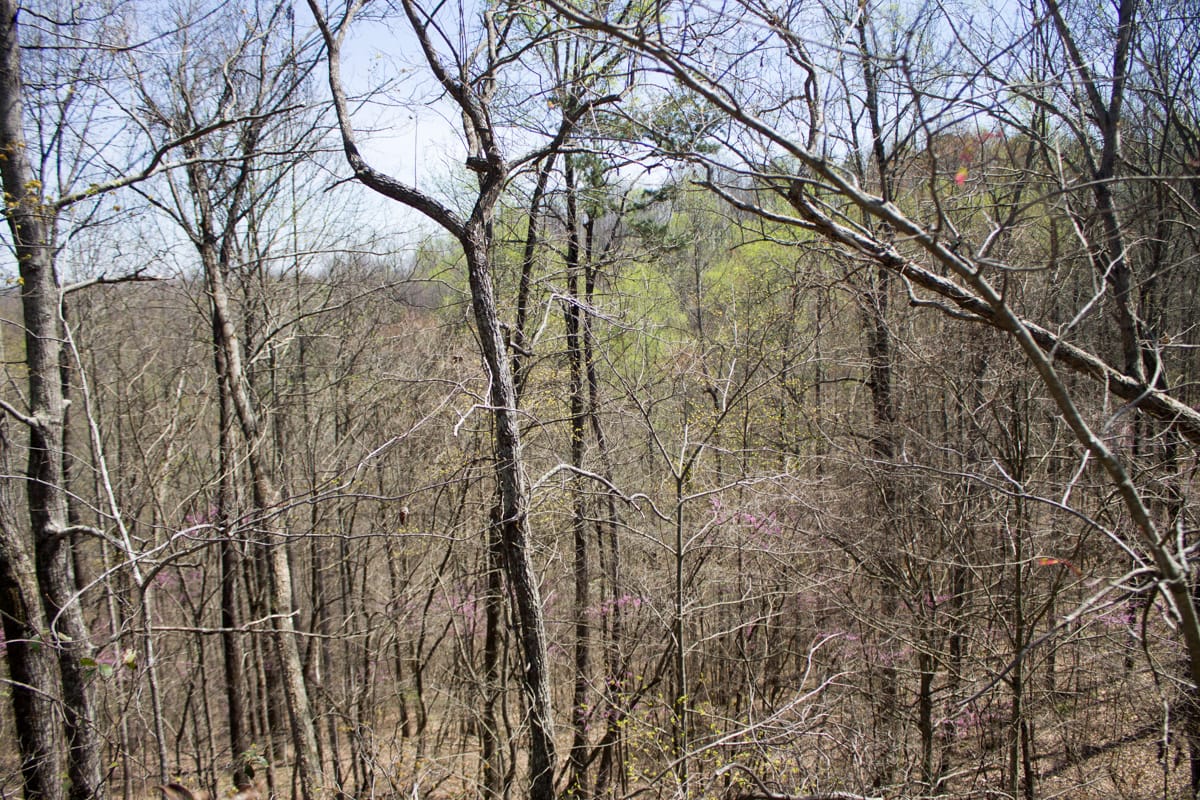 Chestnut Oak Ridge Tract 23 photo 8