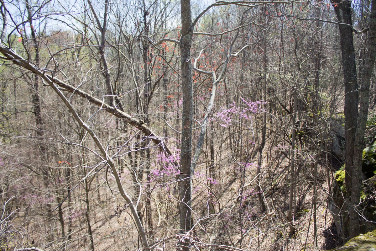 Chestnut Oak Ridge Tract 23 photo 9