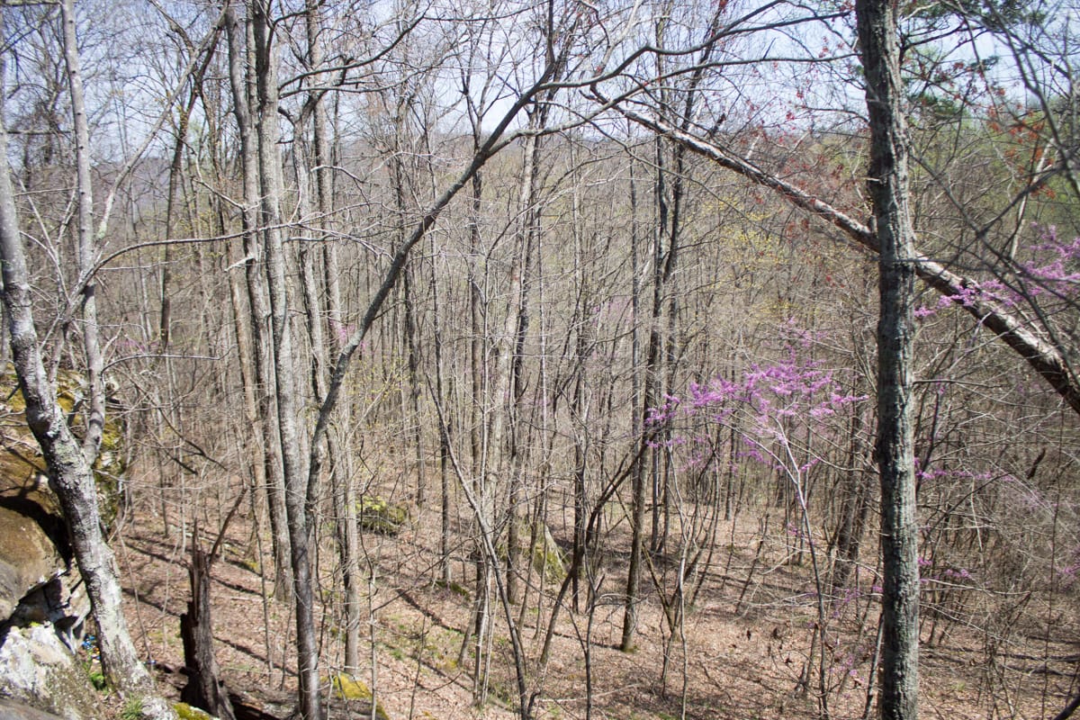 Chestnut Oak Ridge Tract 23 photo 10
