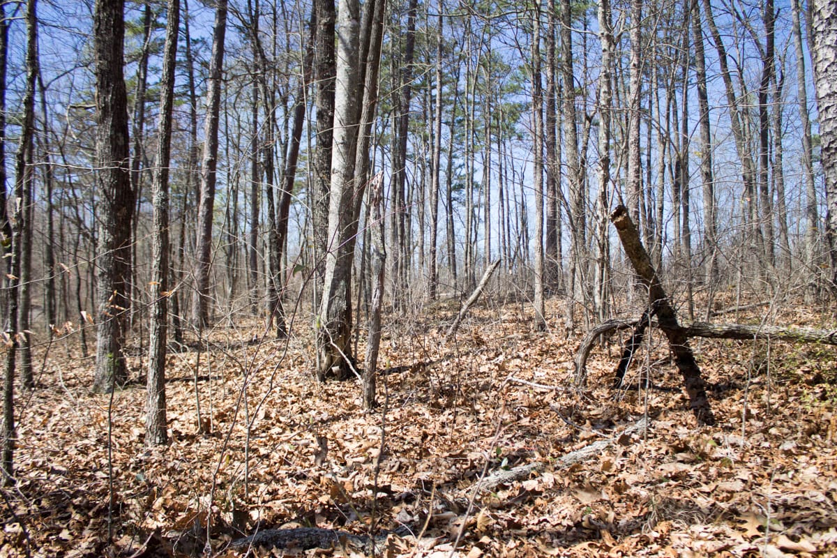 Chestnut Oak Ridge Tract 23 photo 11