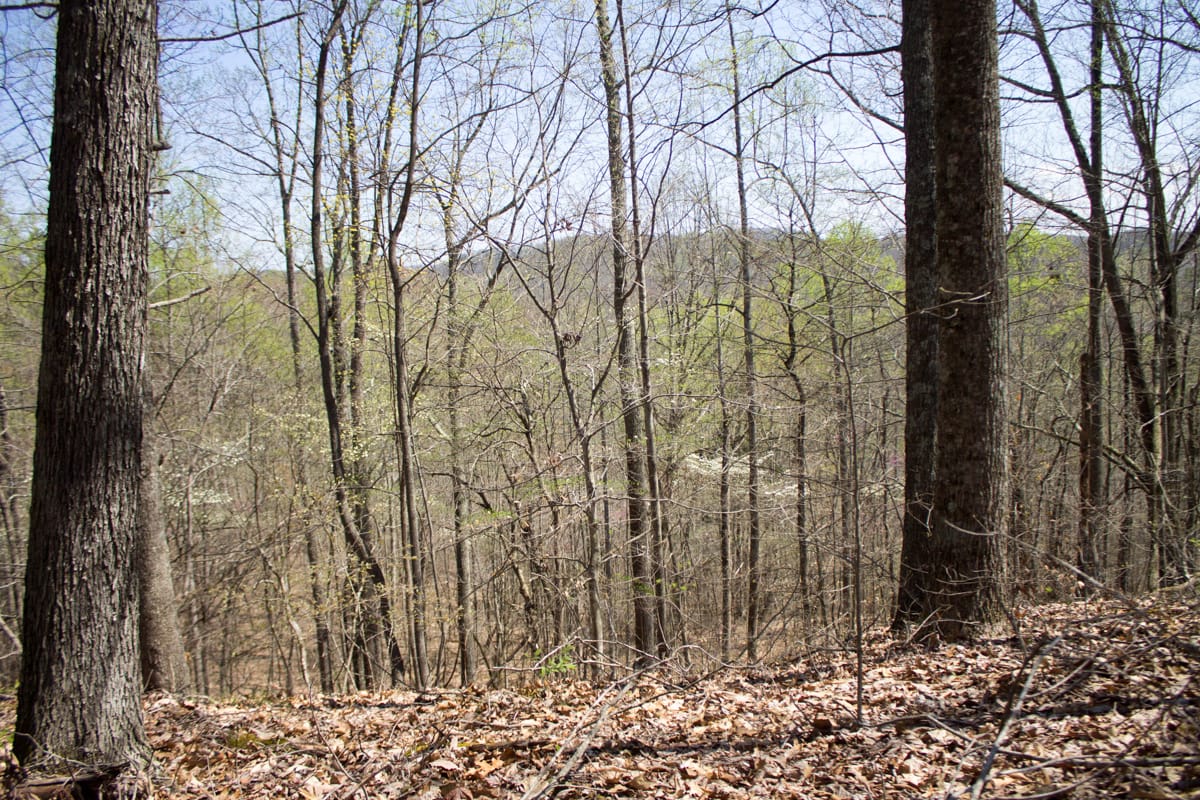 Chestnut Oak Ridge Tract 23 photo 12