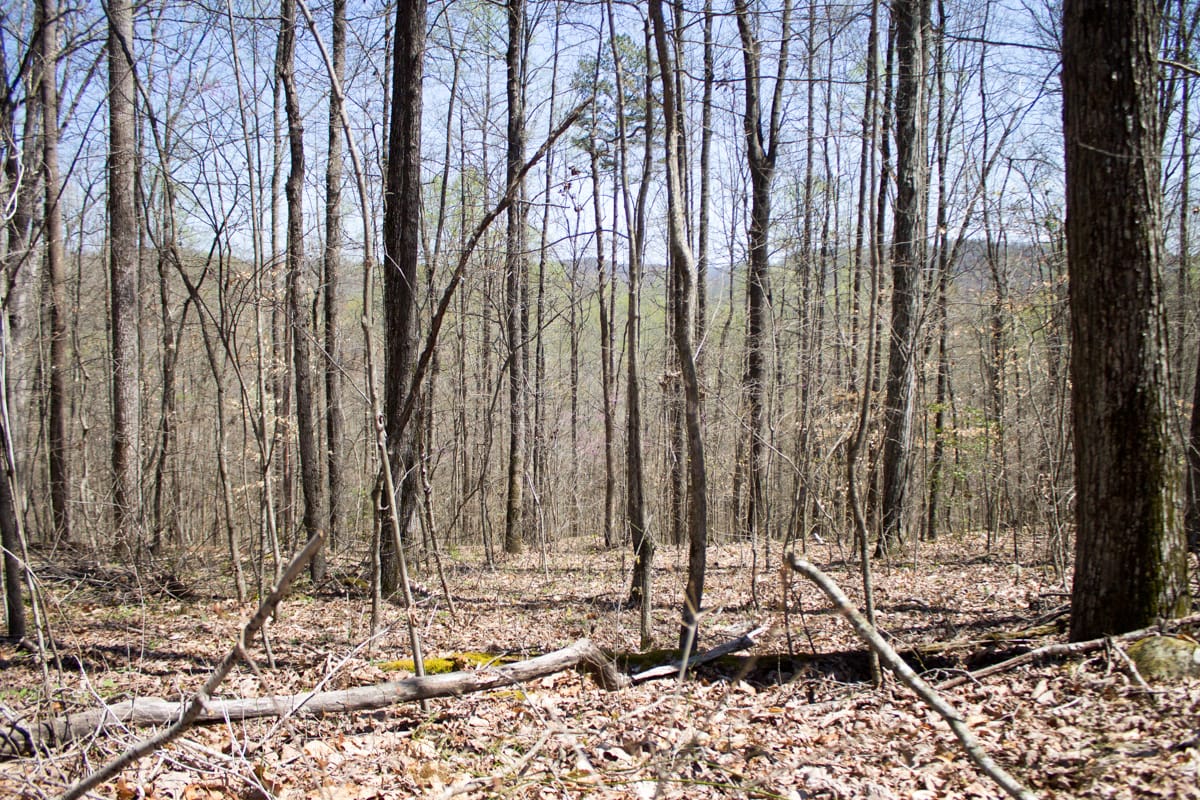 Chestnut Oak Ridge Tract 23 photo 13