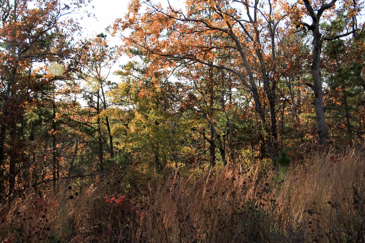 Stone Creek Phase III Tract 19 photo 4