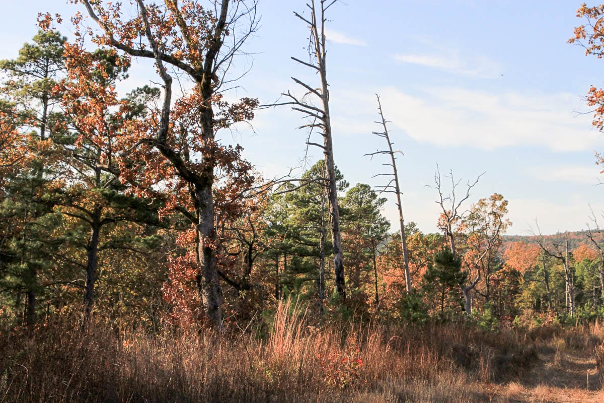 Stone Creek Phase III Tract 19 photo 6