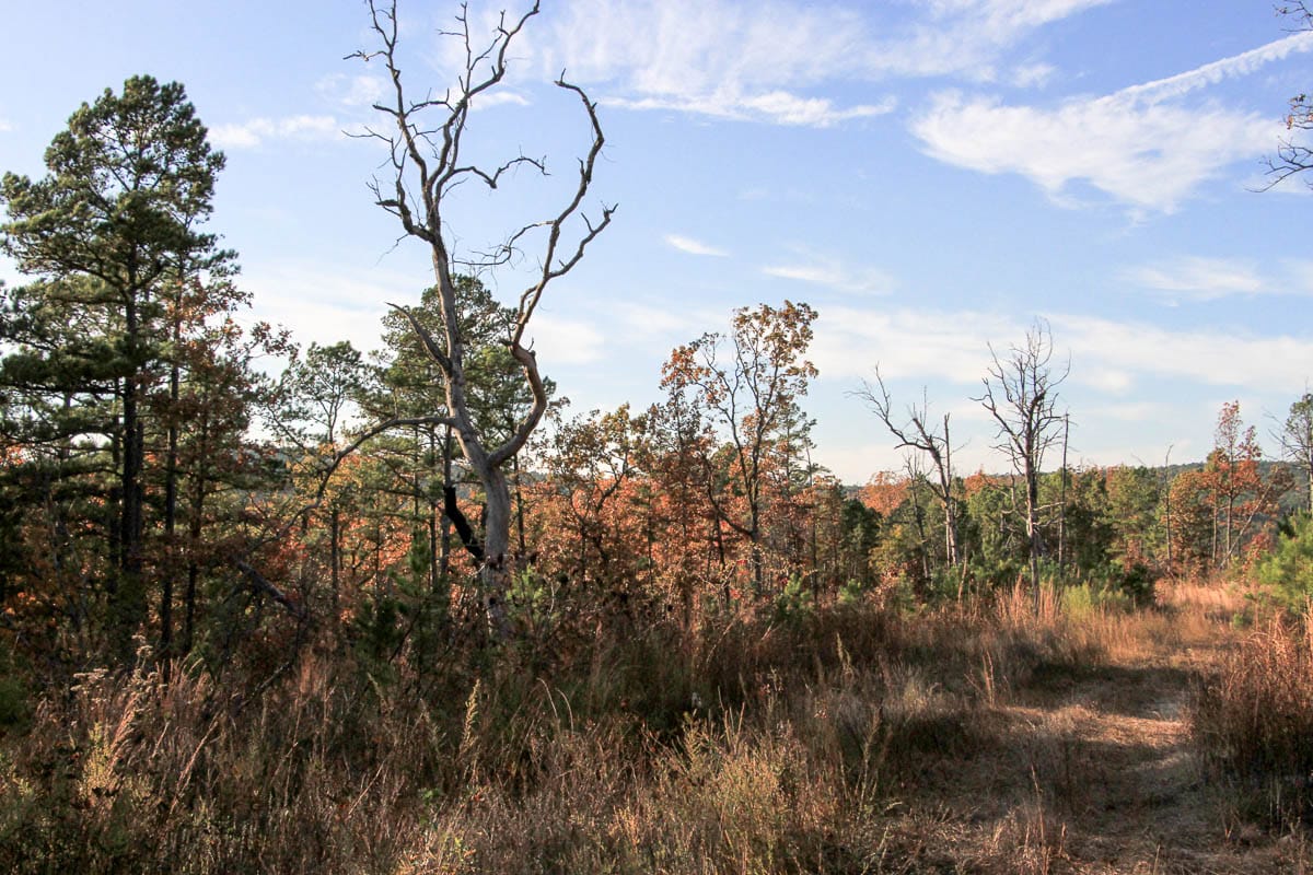 Stone Creek Phase III Tract 19 photo 7