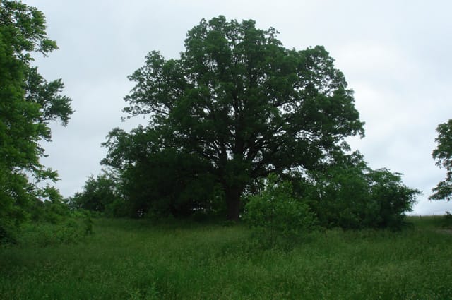 Whispering Oaks Tract 16 photo 2
