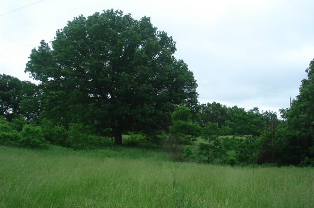 Whispering Oaks Tract 16 photo 4