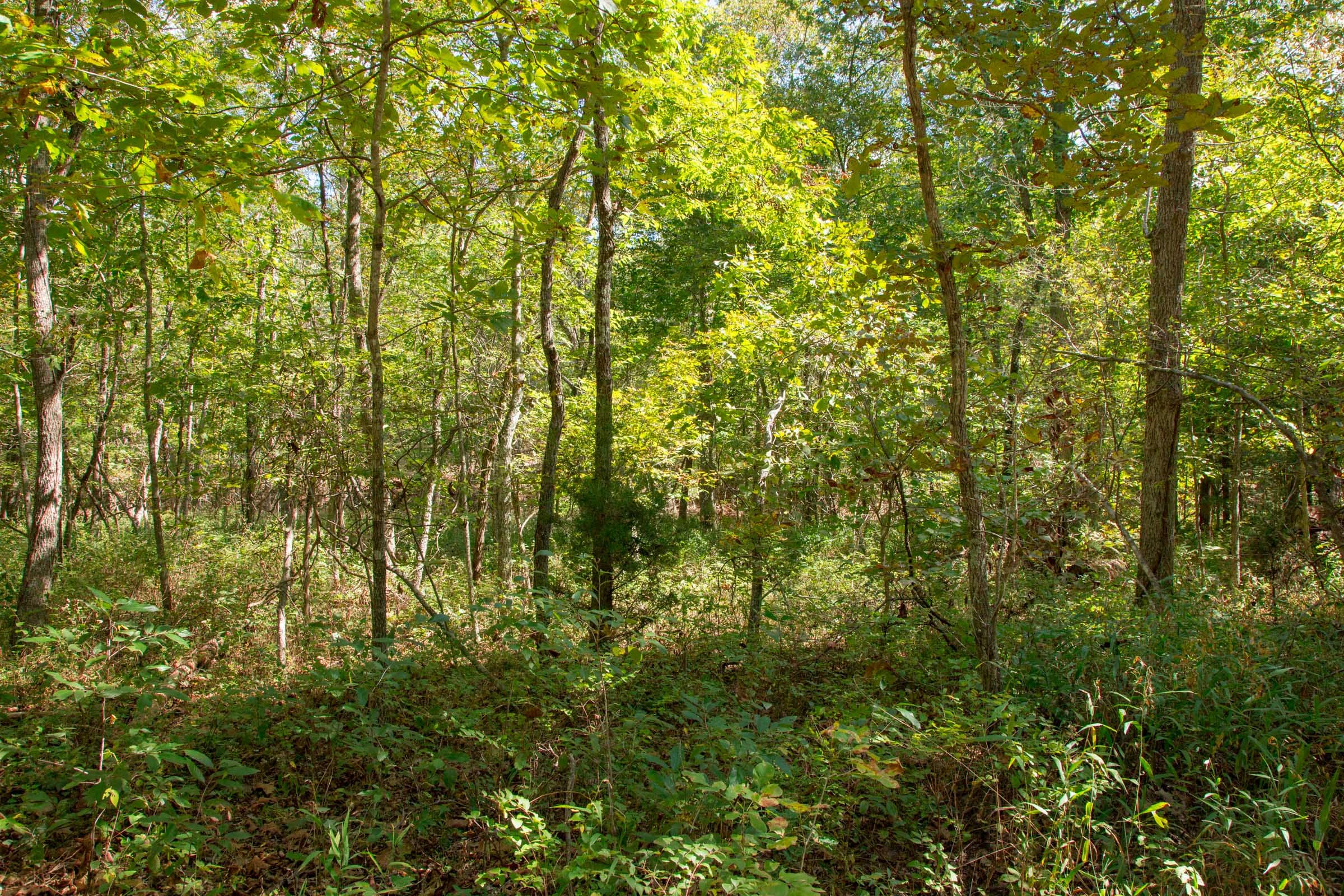 Wagon Wheel Ranch Tract 38 photo 3