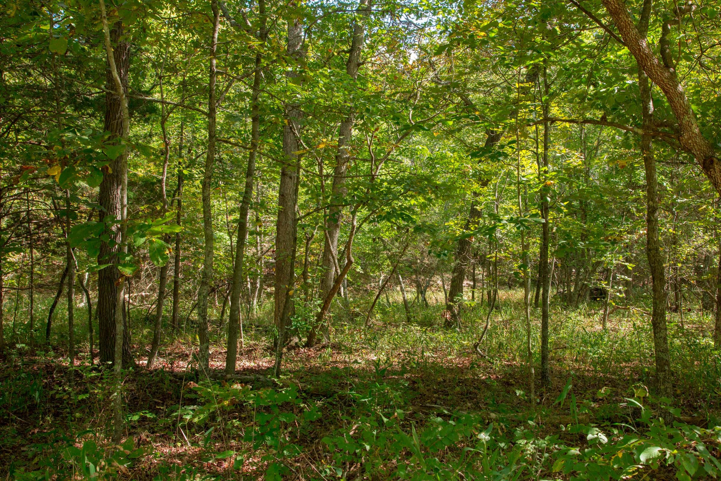 Wagon Wheel Ranch Tract 38 photo 5
