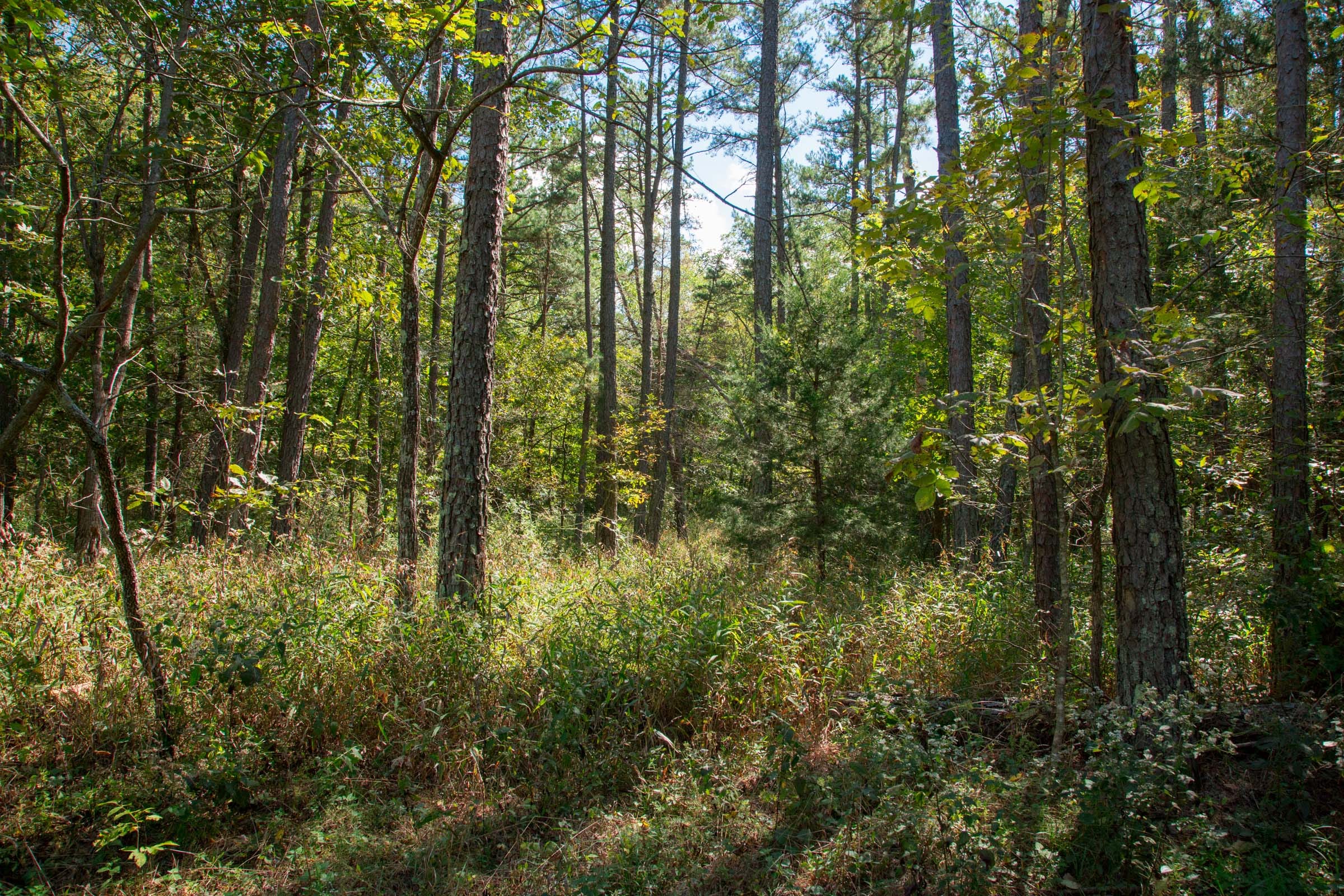 Wagon Wheel Ranch Tract 38 photo 16