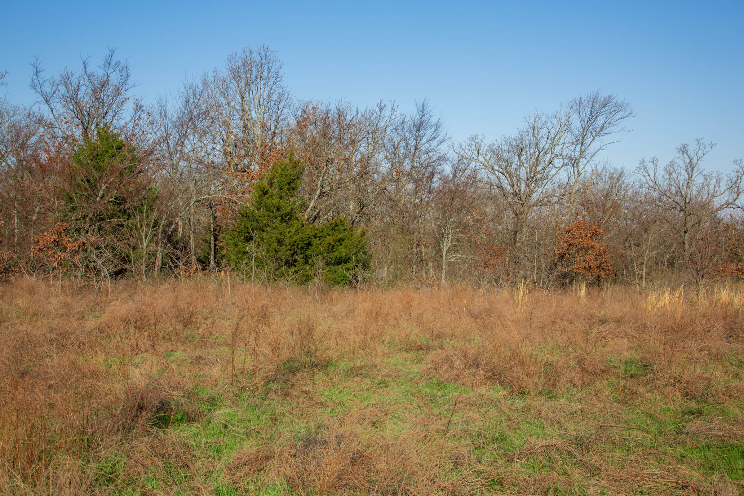 Eufaula Cove Tract 21 photo 7