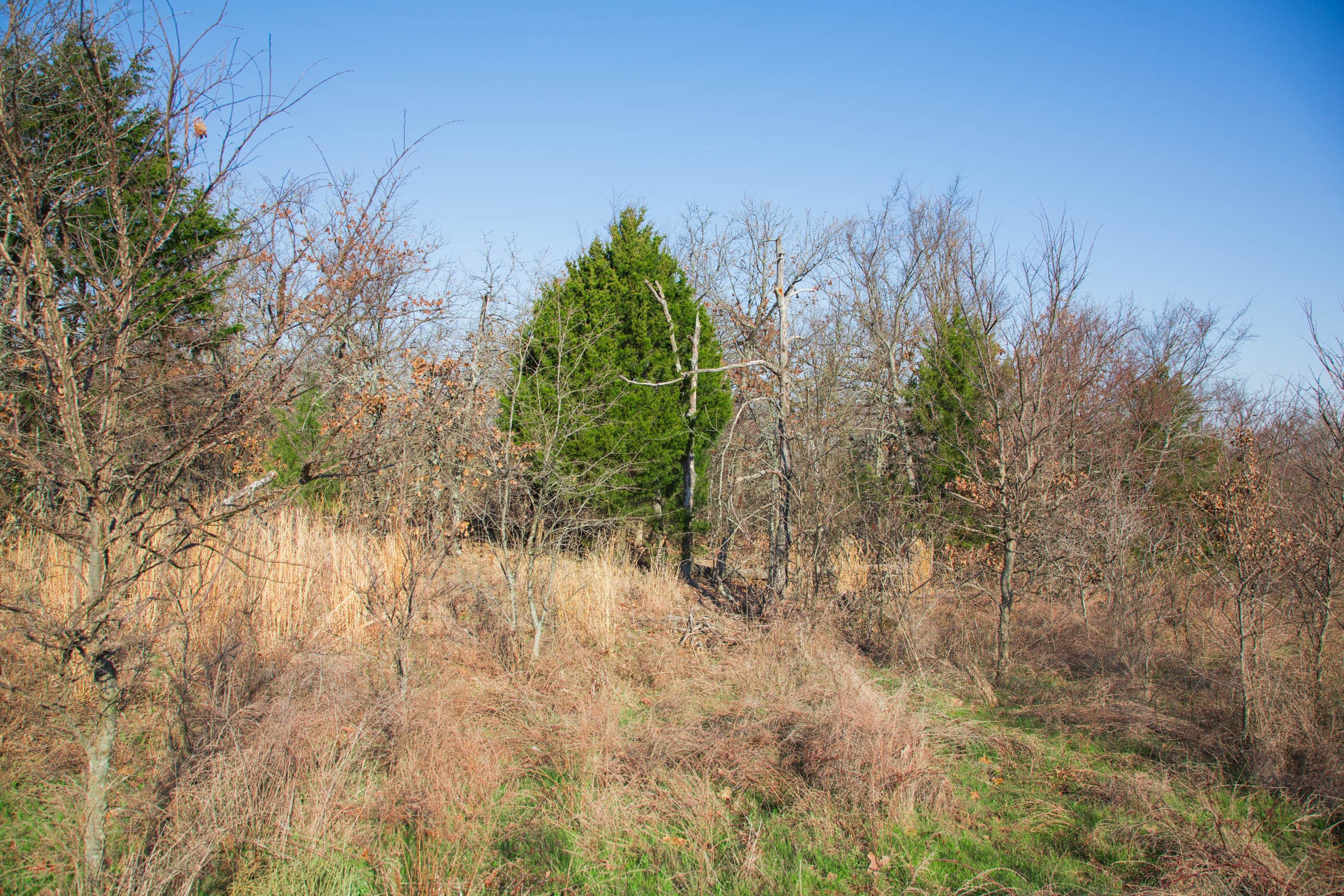 Eufaula Cove Tract 21 photo 8