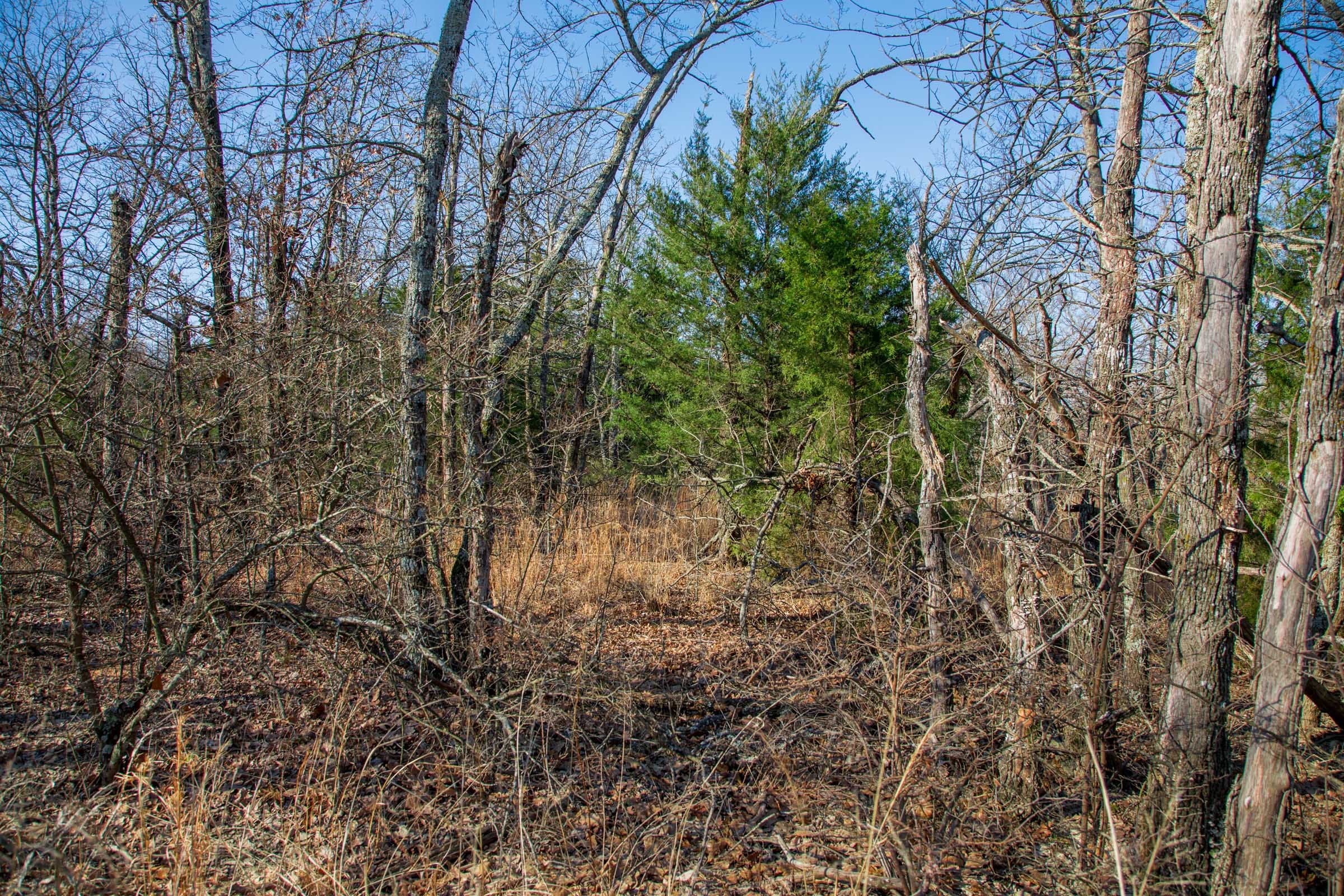 Eufaula Cove Tract 21 photo 16