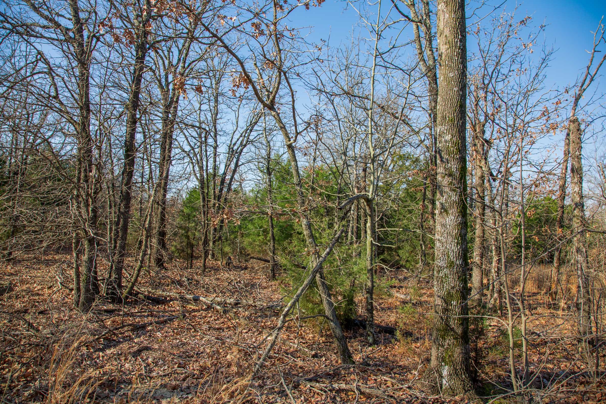 Eufaula Cove Tract 21 photo 18