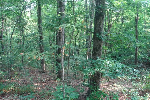 Sugartree Falls Tract 5 photo 2