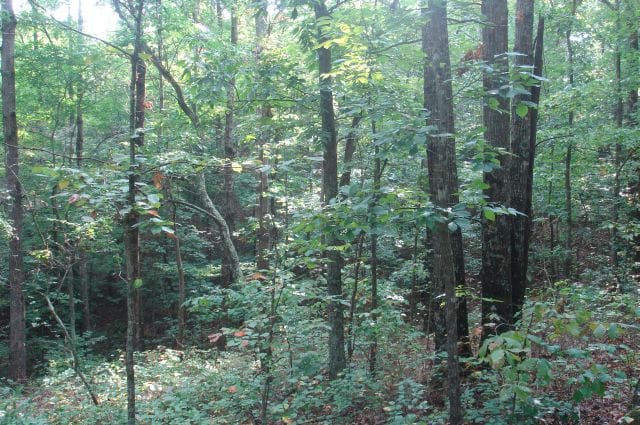 Sugartree Falls Tract 5 photo 3