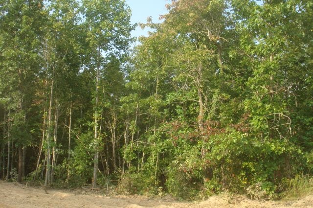 Sugartree Falls Tract 5 photo 5