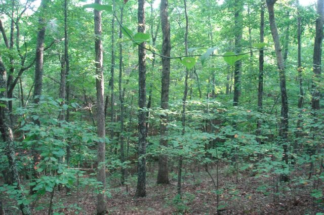 Sugartree Falls Tract 5 photo 6