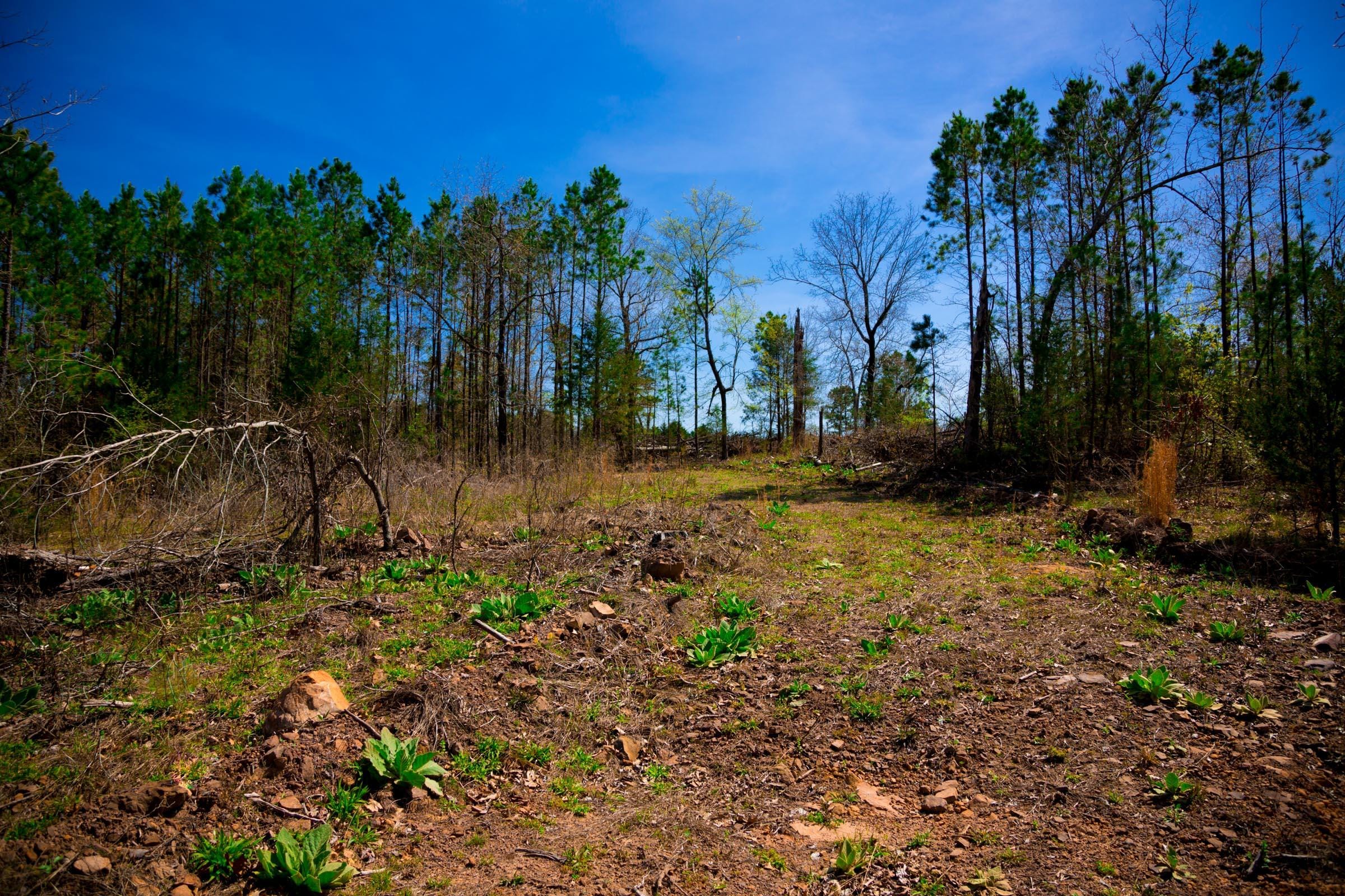 Stone Creek Phase II Tract 223 photo 10