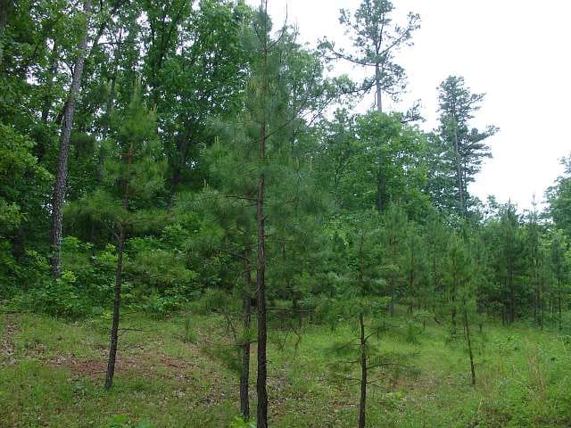 Indian Creek Tract 2 photo 3