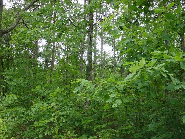 Indian Creek Tract 2 photo 5