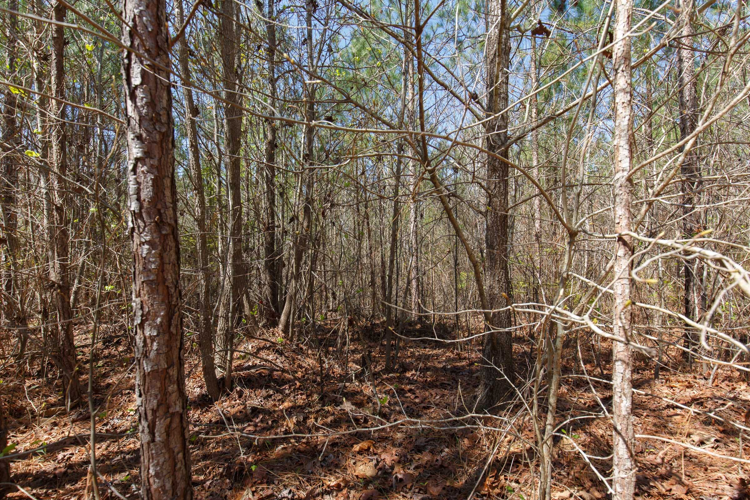 Southern Hills Tract 6 photo 3