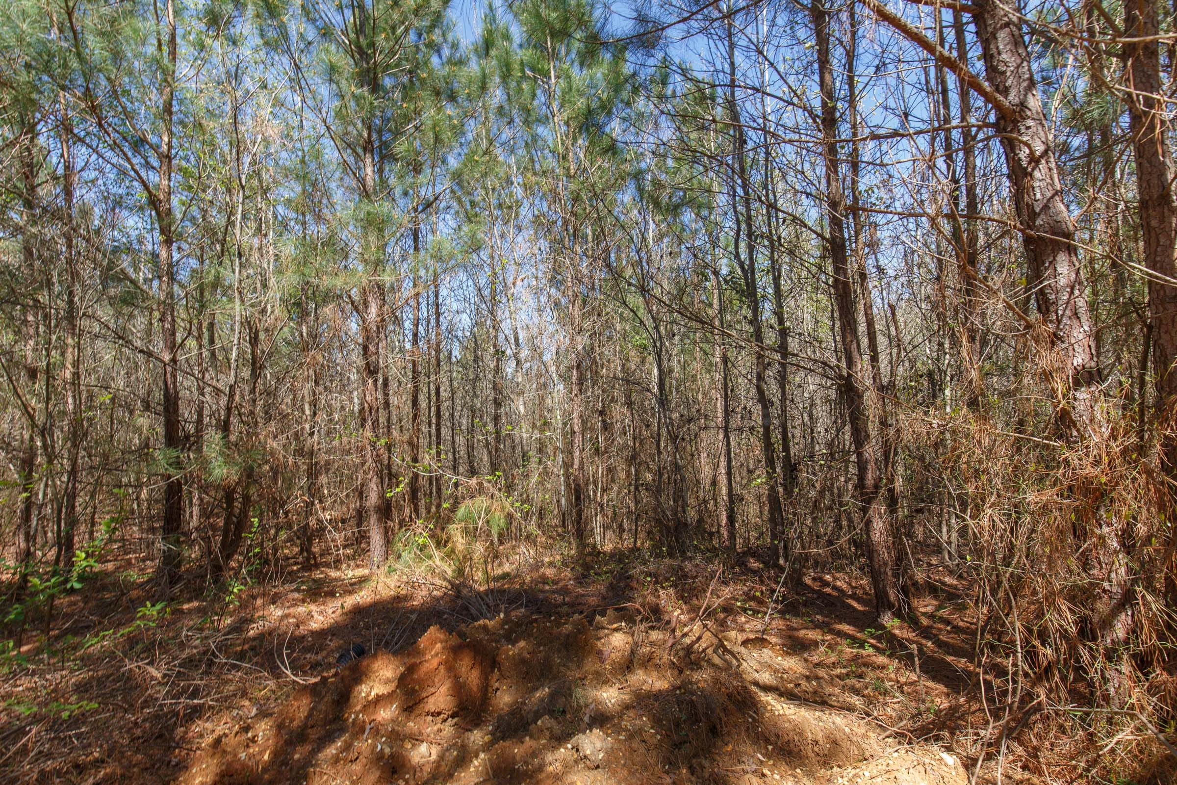 Southern Hills Tract 6 photo 4