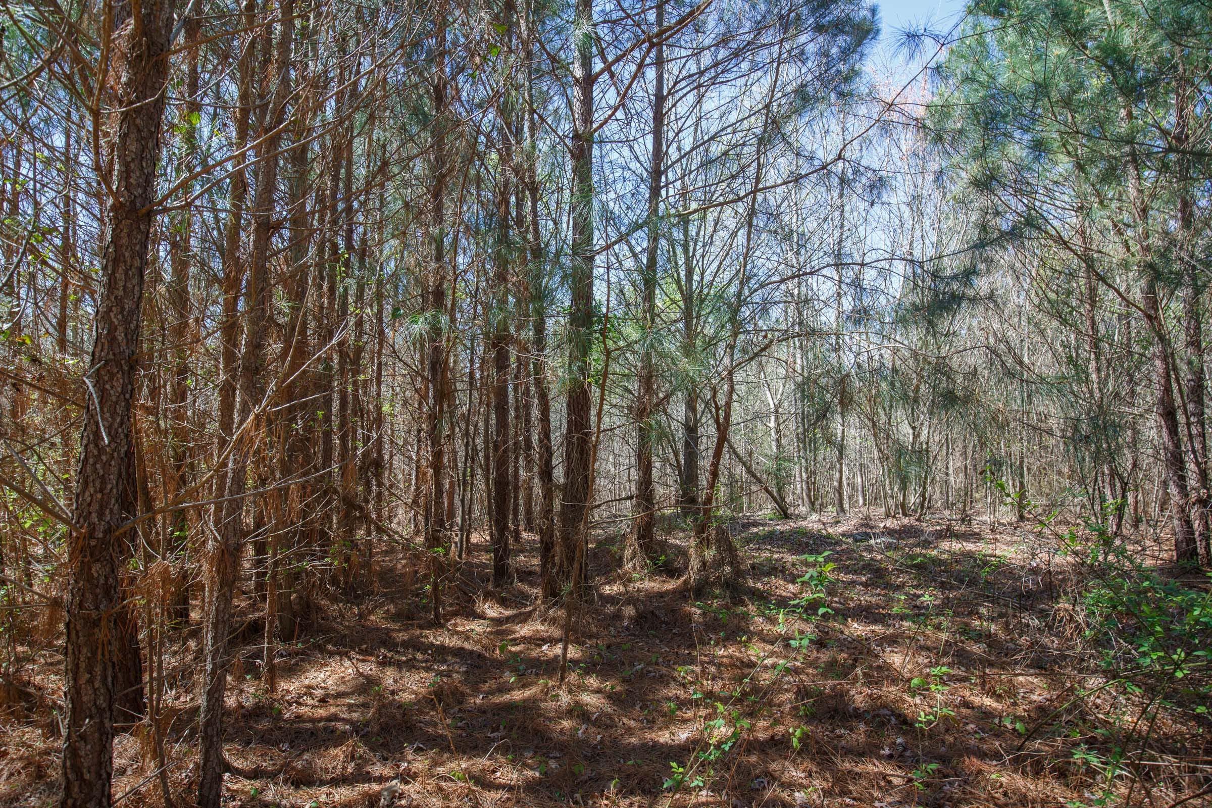 Southern Hills Tract 6 photo 5