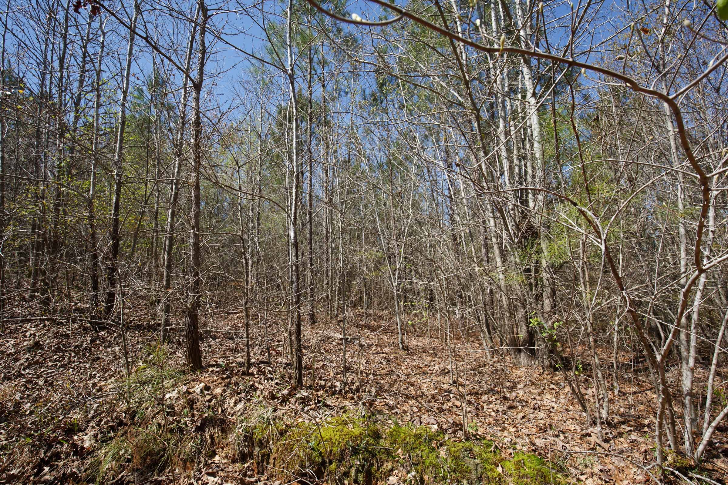 Southern Hills Tract 6 photo 8