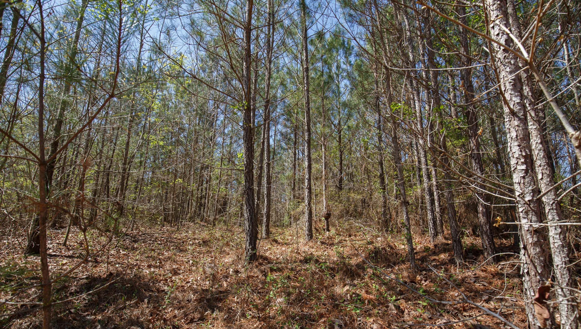Southern Hills Tract 6 photo 9