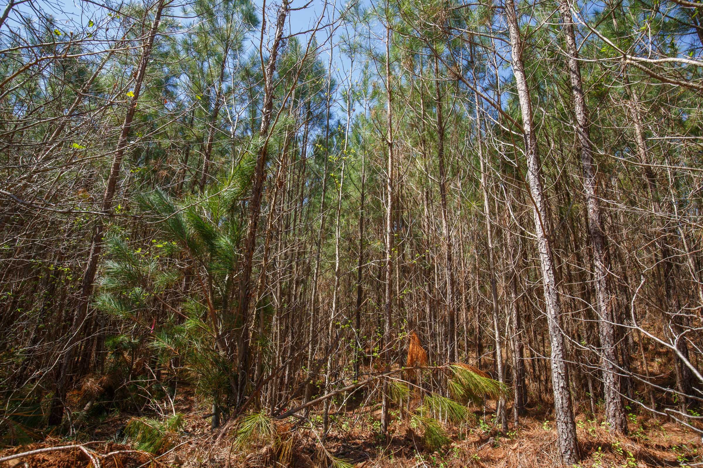 Southern Hills Tract 6 photo 10