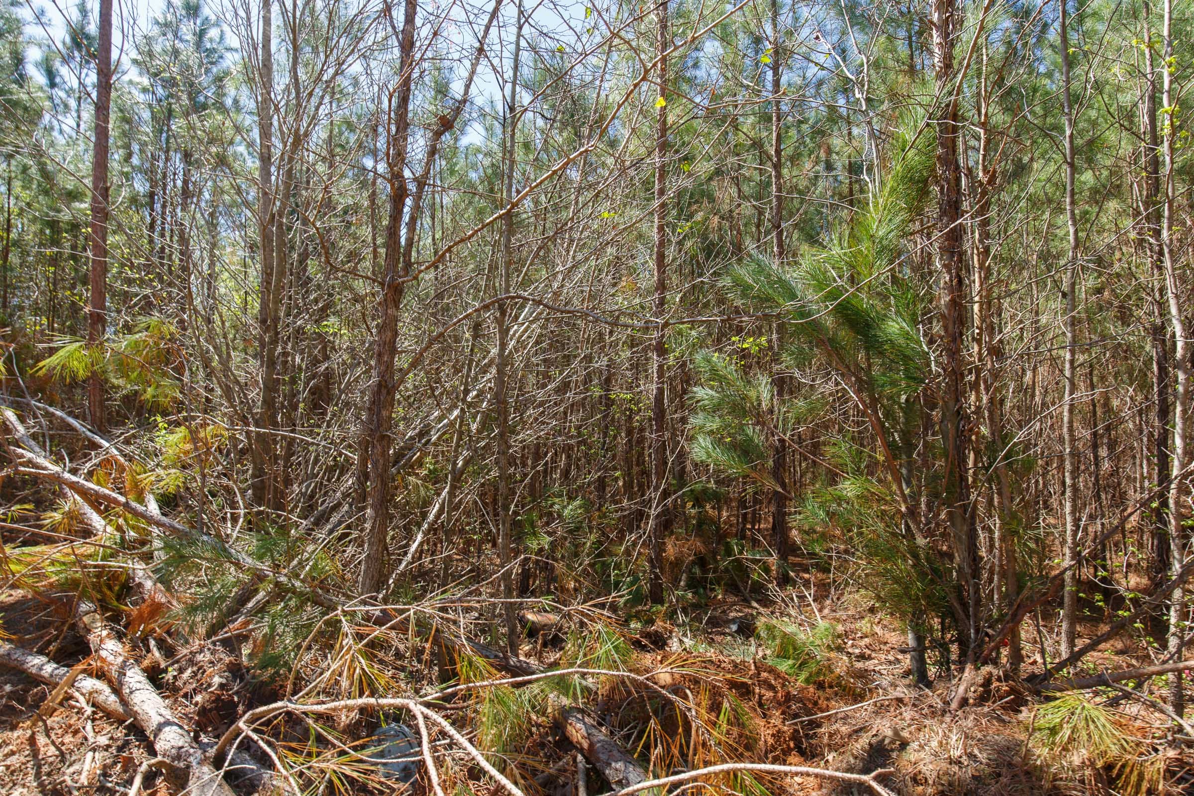 Southern Hills Tract 6 photo 11