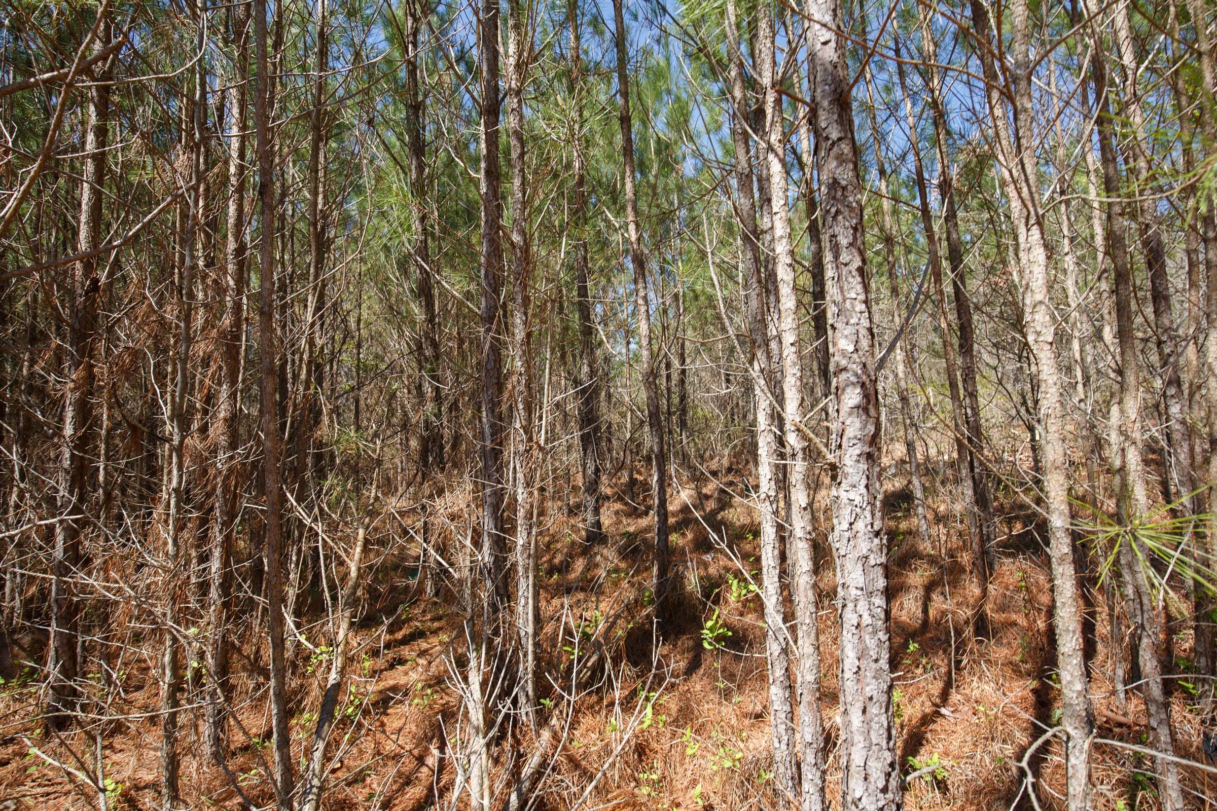 Southern Hills Tract 6 photo 12