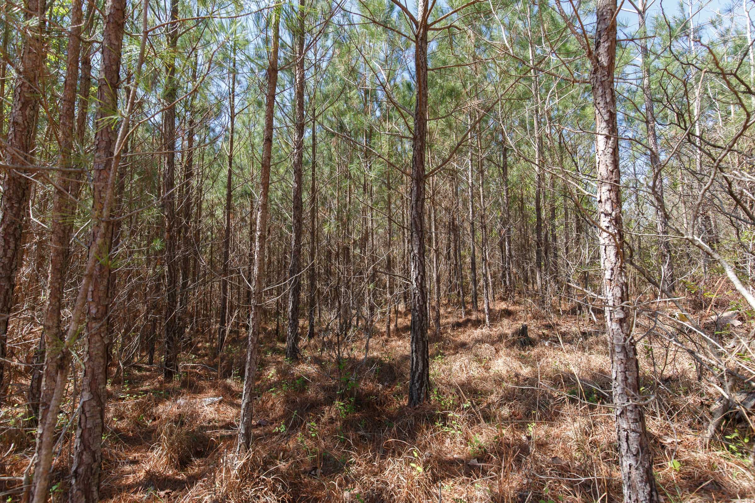 Southern Hills Tract 6 photo 13