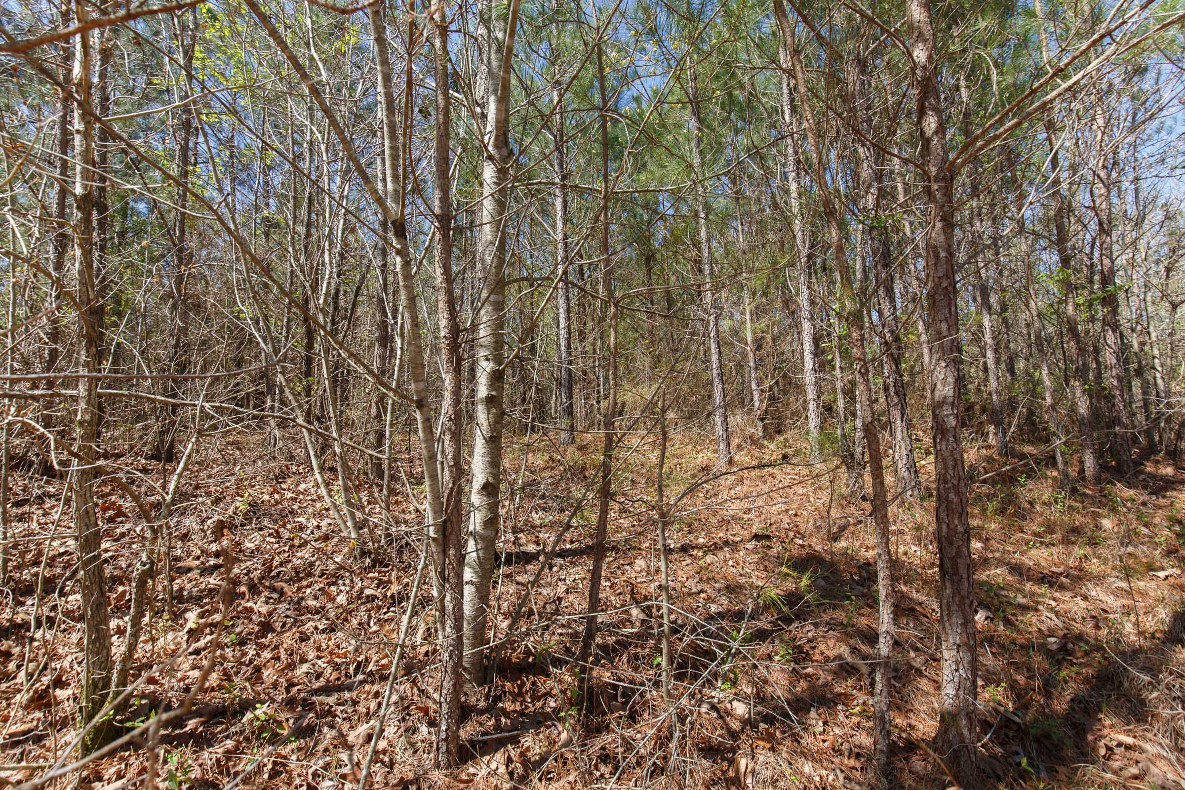 Southern Hills Tract 6 photo 14