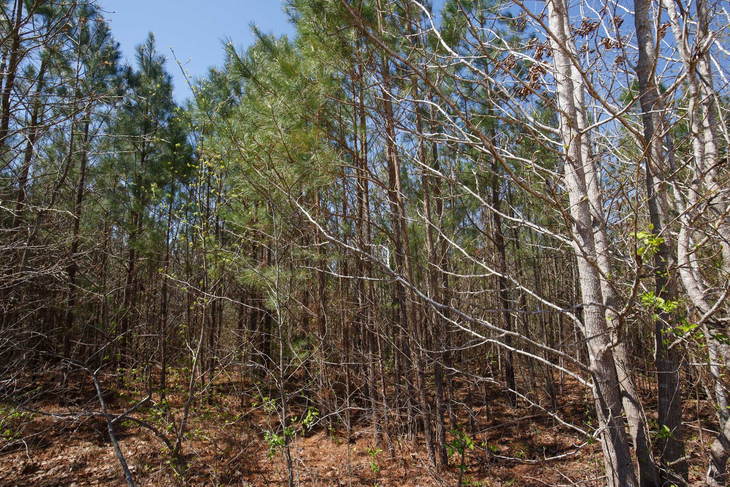 Southern Hills Tract 6 photo 18
