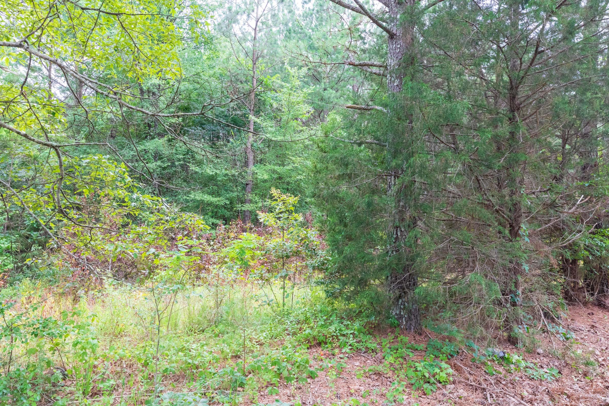 Whiskey Ridge Tract 41 photo 3