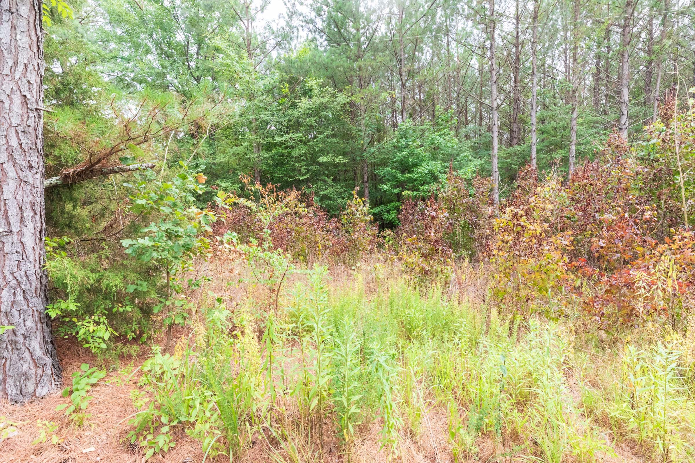 Whiskey Ridge Tract 41 photo 12