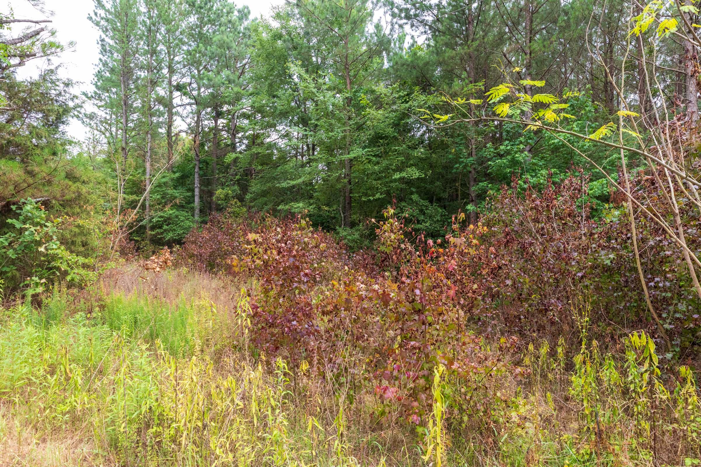 Whiskey Ridge Tract 41 photo 6