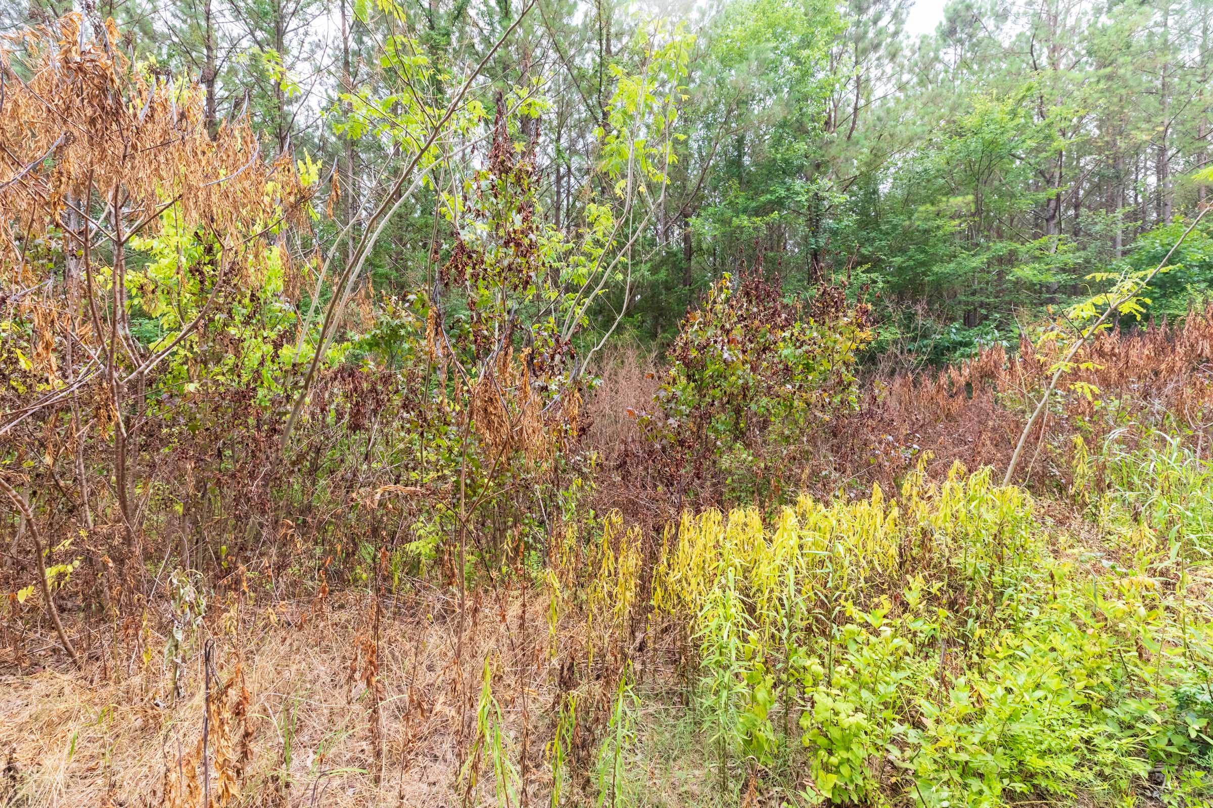 Whiskey Ridge Tract 41 photo 8