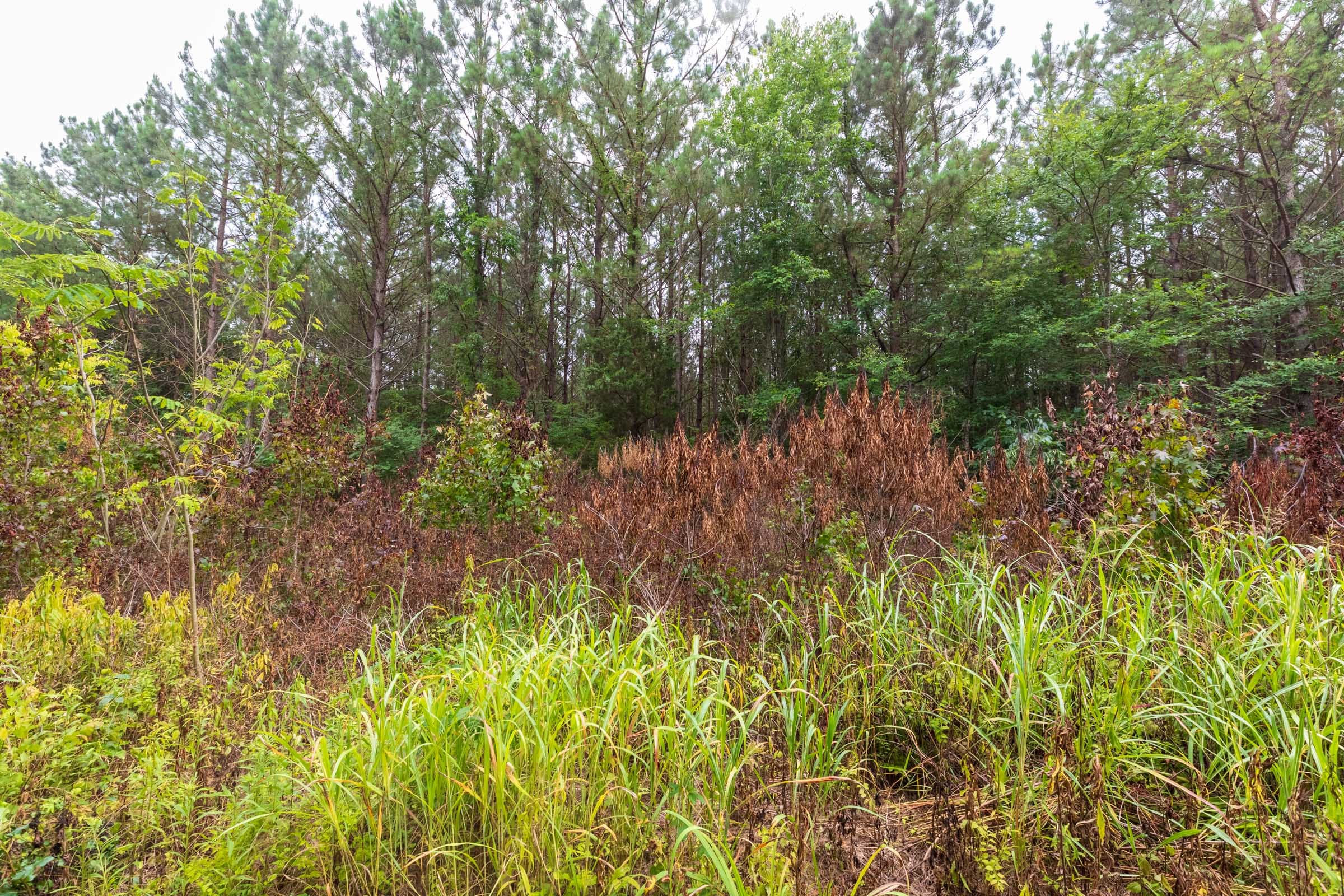 Whiskey Ridge Tract 41 photo 4