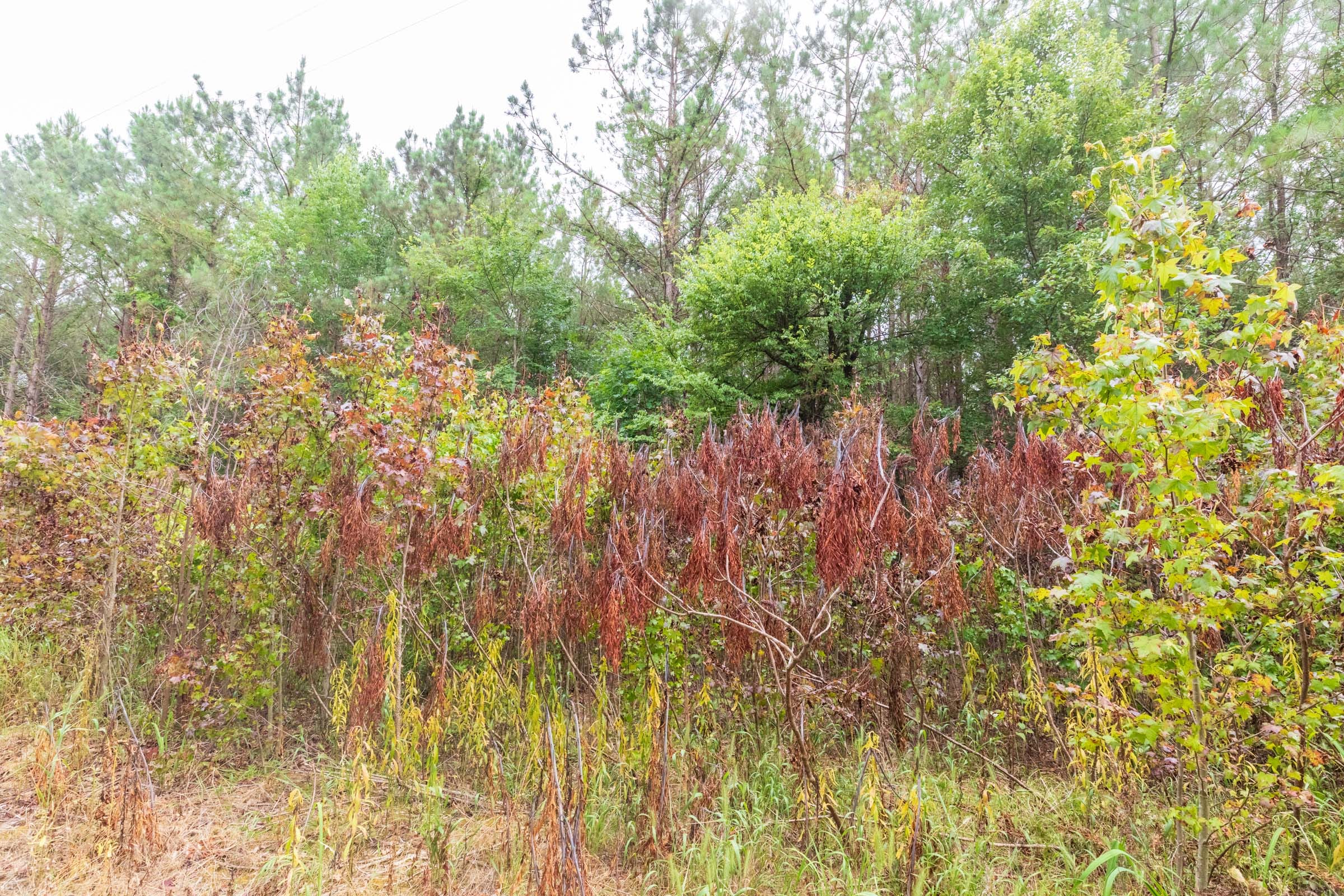 Whiskey Ridge Tract 41 photo 11