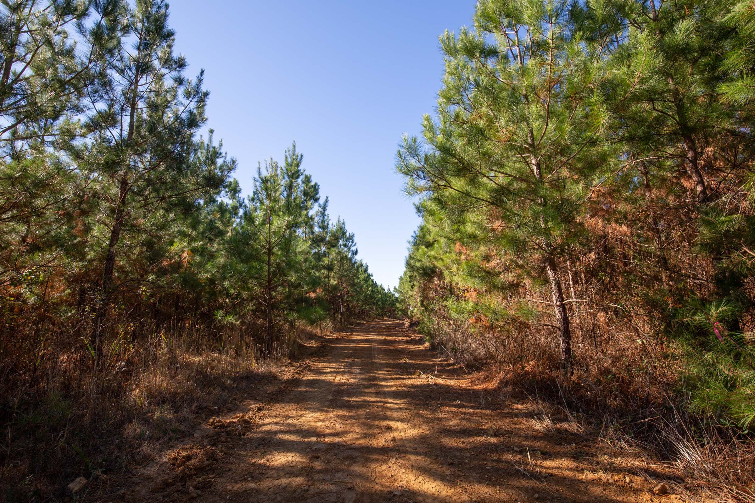 Pine Ridge Tract 6 photo 1