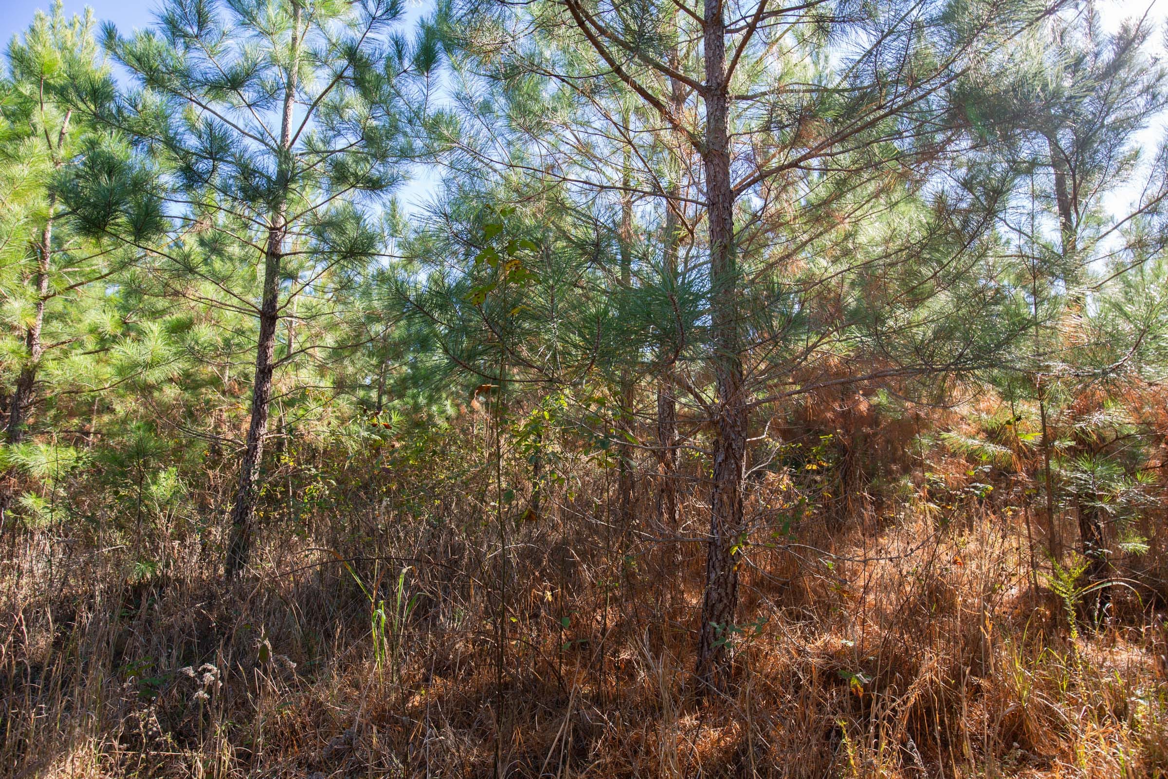 Pine Ridge Tract 6 photo 2